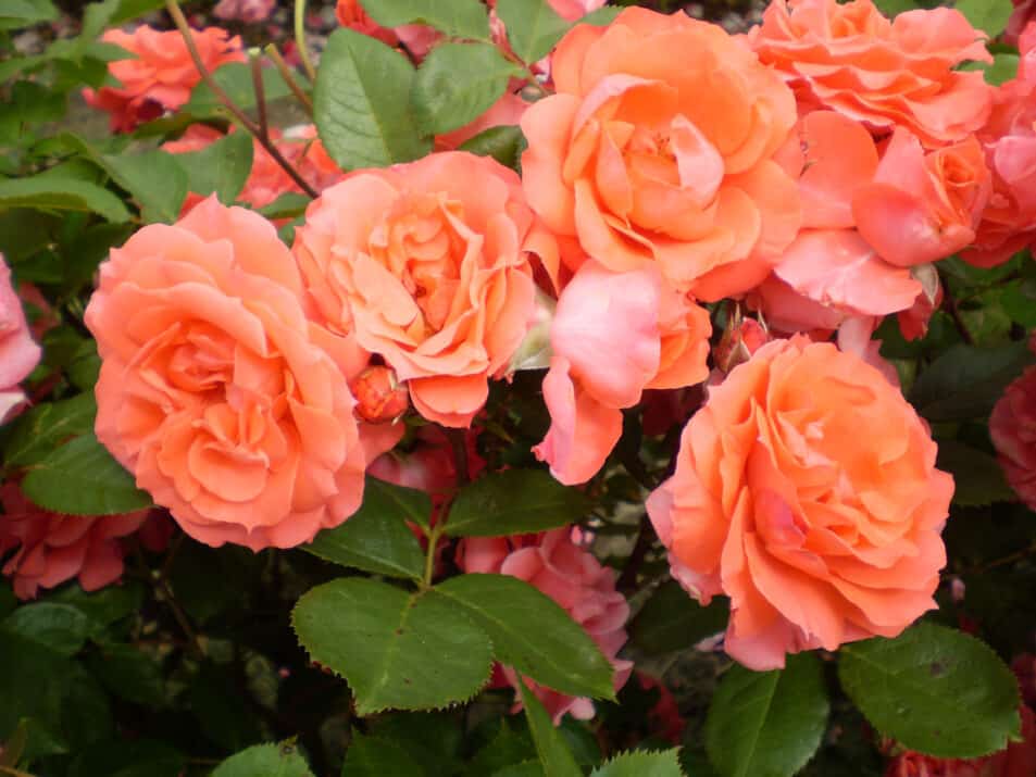 Patriot Dream Rose Plant Guide